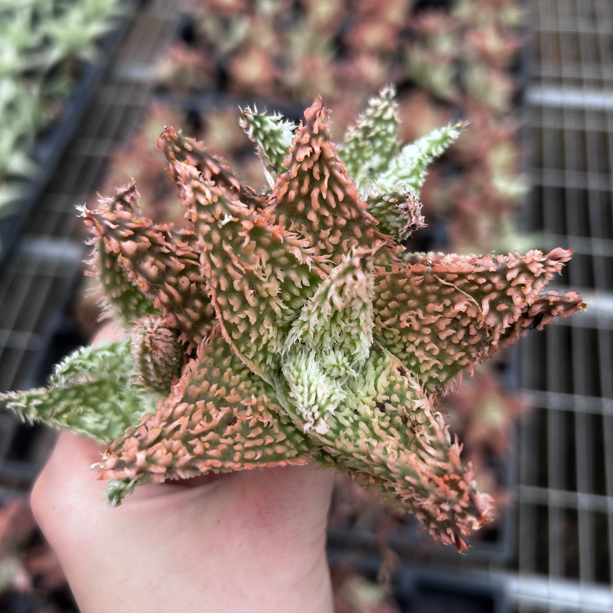 Aloe hybrid-Aloe-W4-6cm-image-27
