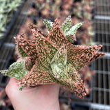 Aloe hybrid-Aloe-W4-6cm-image-27