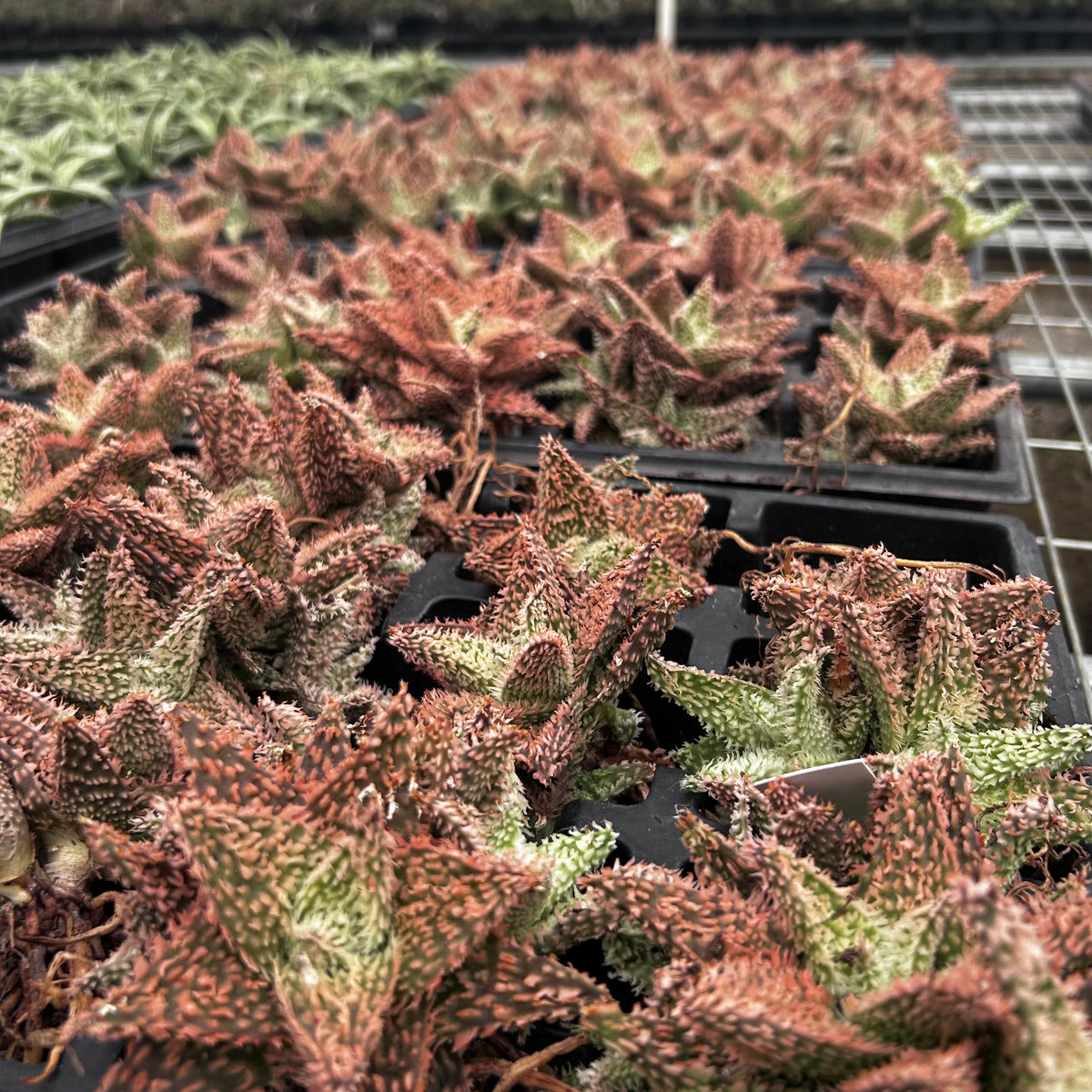 Aloe hybrid-Aloe-W4-6cm-image-28
