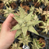 Aloe hybrid-Aloe-W4-6cm-image-13