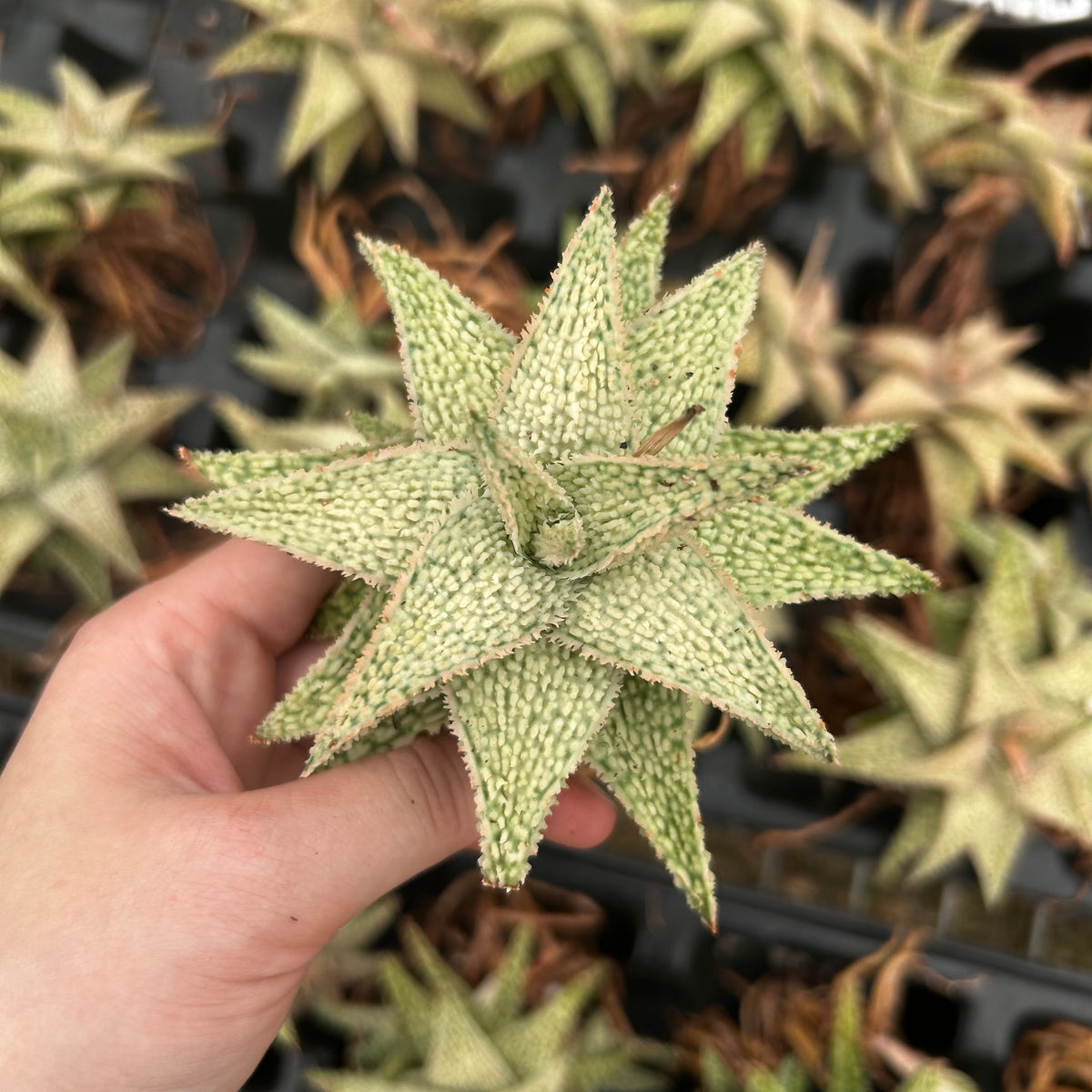Aloe hybrid-Aloe-W4-6cm-image-14