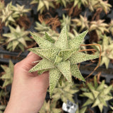 Aloe hybrid-Aloe-W4-6cm-image-15