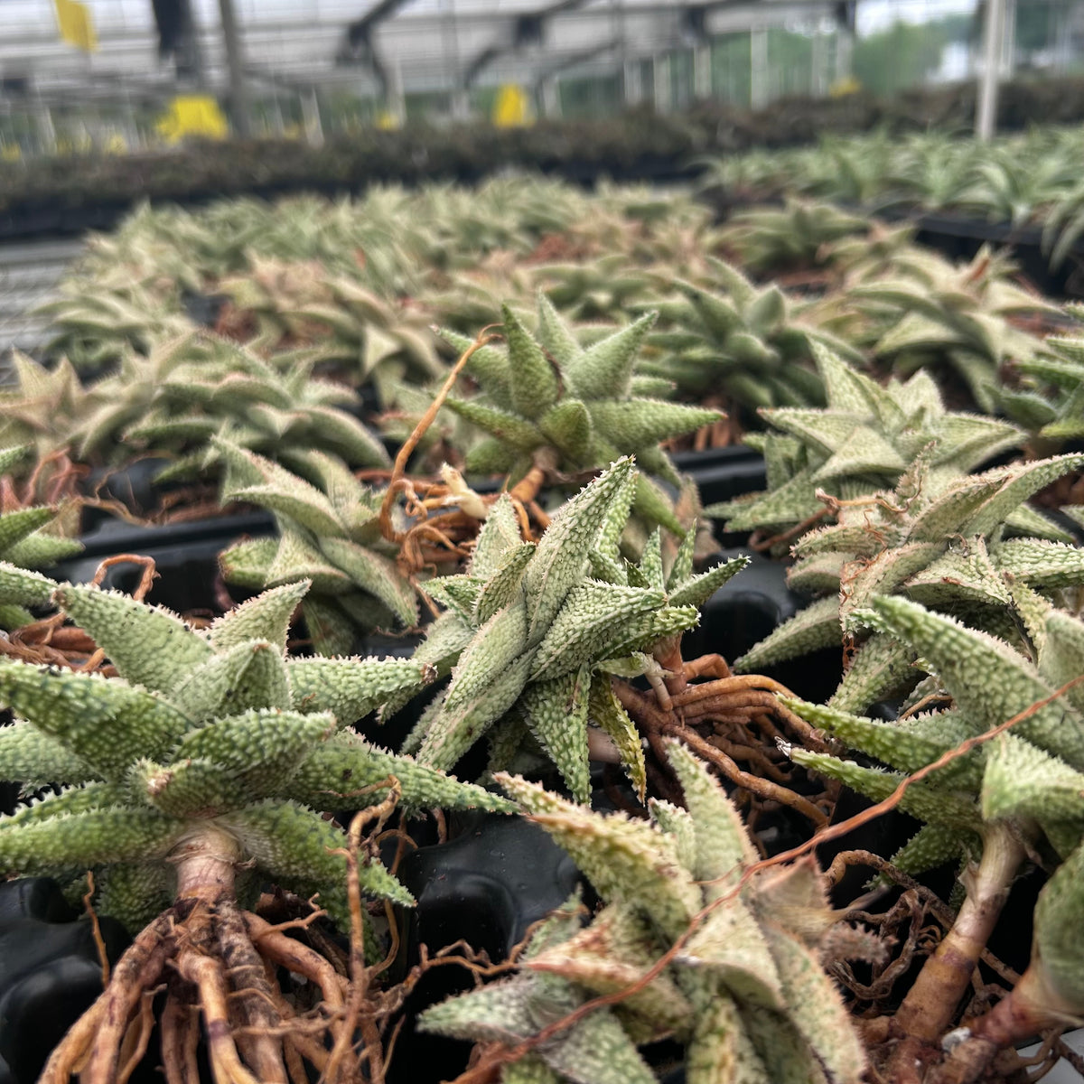 Aloe hybrid-Aloe-W4-6cm-image-16