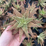 Aloe hybrid-Aloe-W4-6cm-image-38