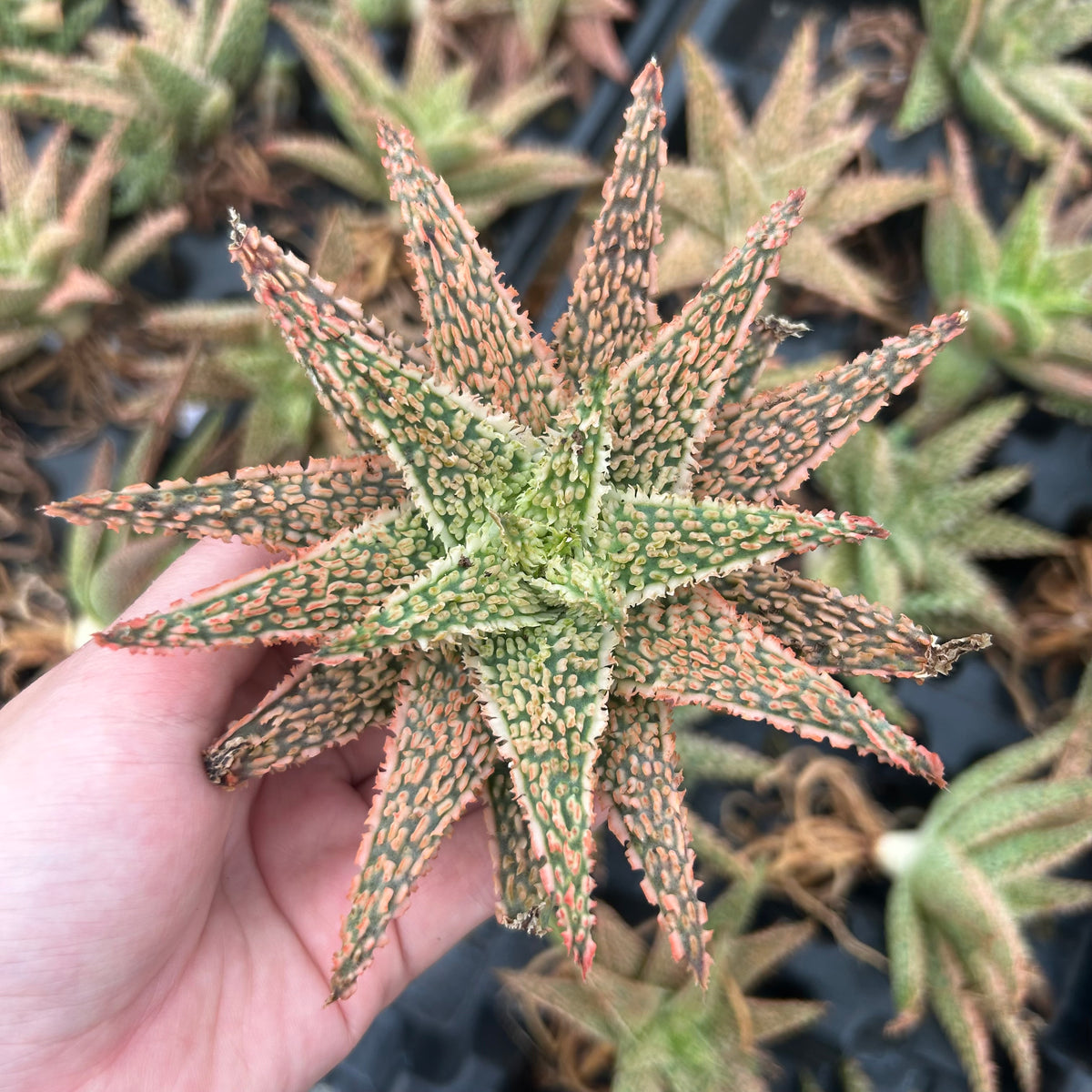 Aloe hybrid-Aloe-W4-6cm-image-39
