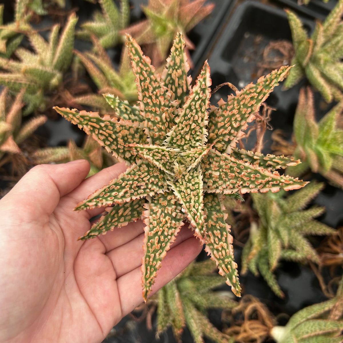 Aloe hybrid-Aloe-W4-6cm-image-41