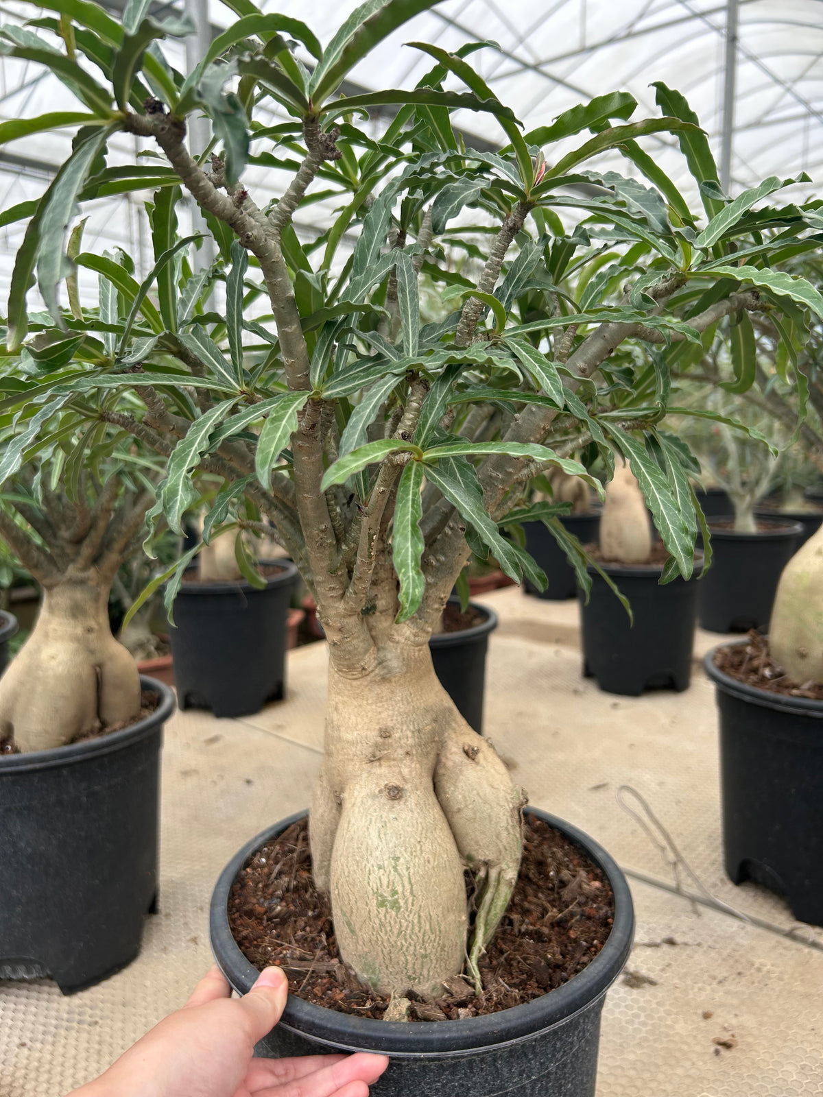 Adenium somalense