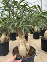 Adenium somalense