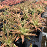 Aloe hybrid-Aloe-W4-6cm-image-43