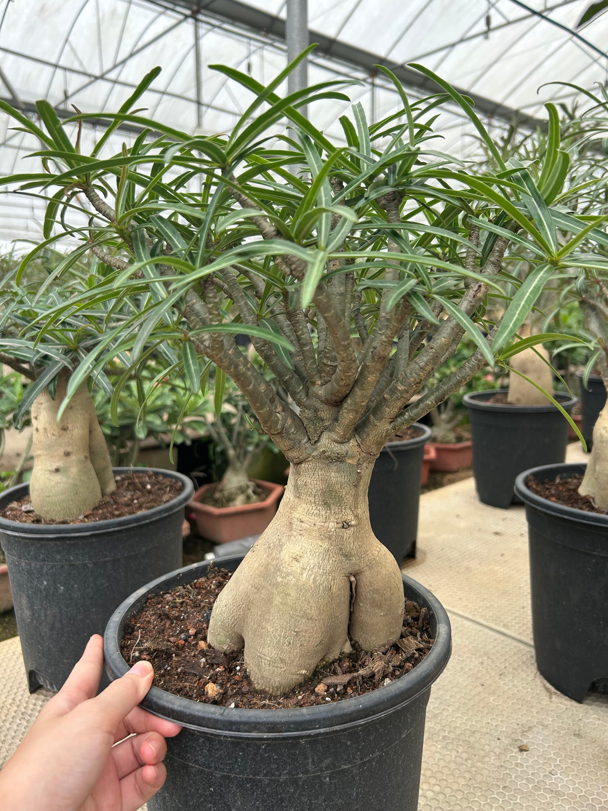Adenium somalense
