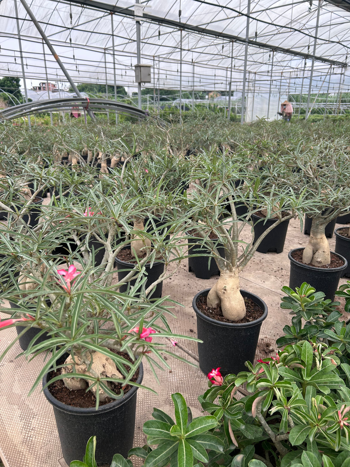 Adenium somalense