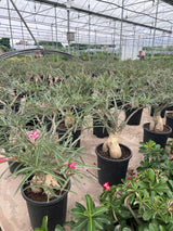 Adenium somalense