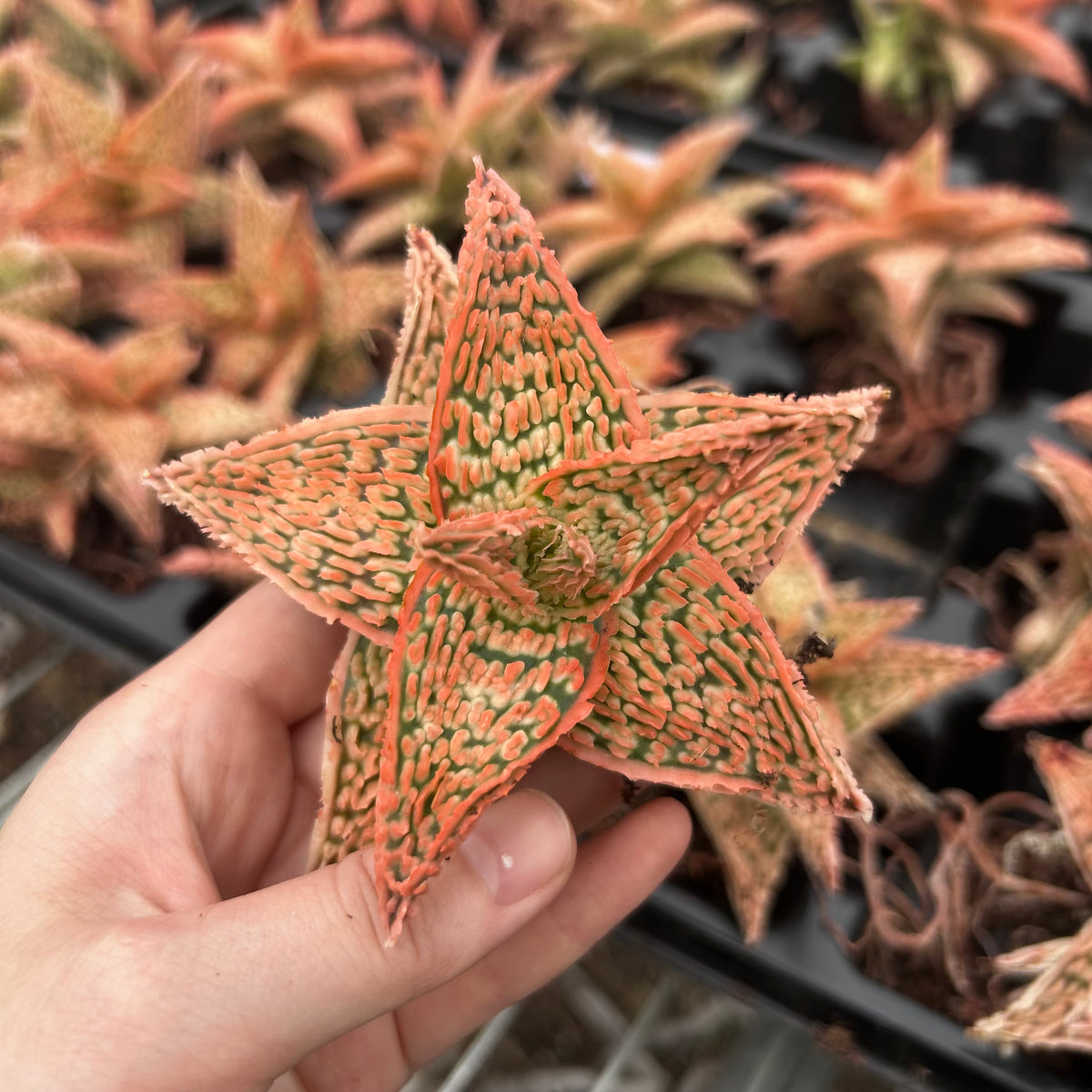 Aloe hybrid-Aloe-W4-6cm-image-7