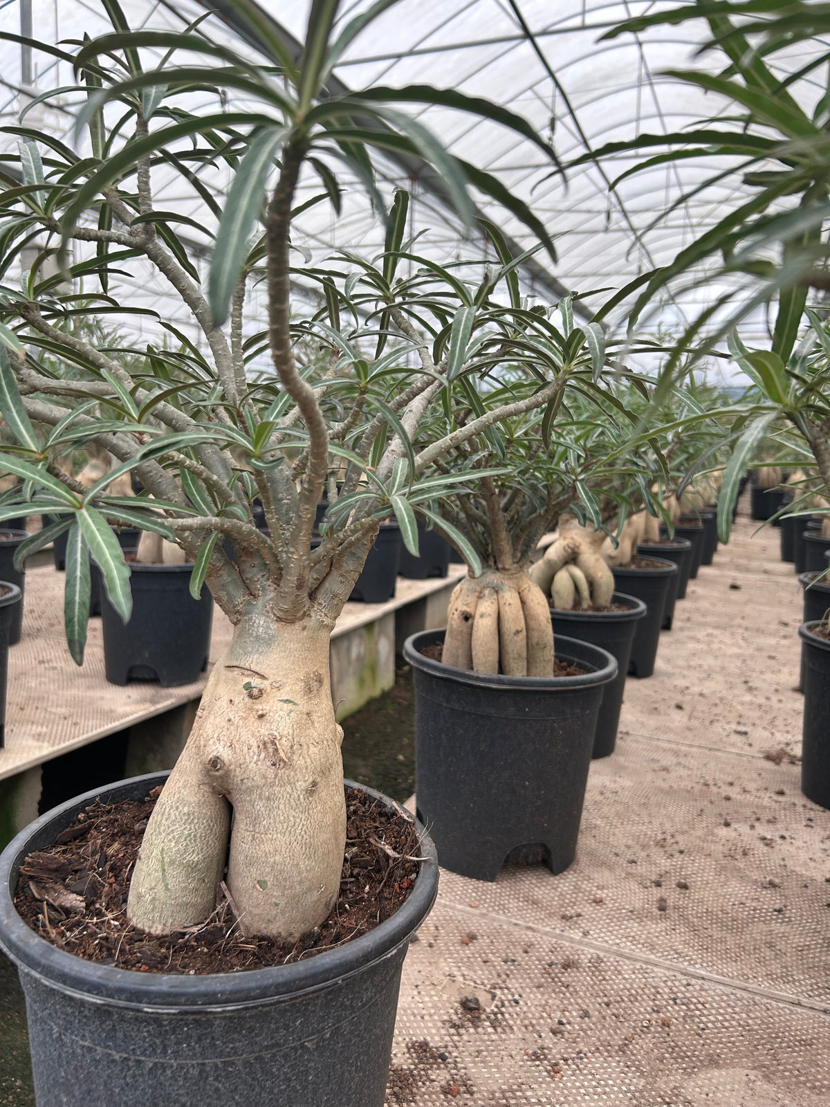Adenium somalense