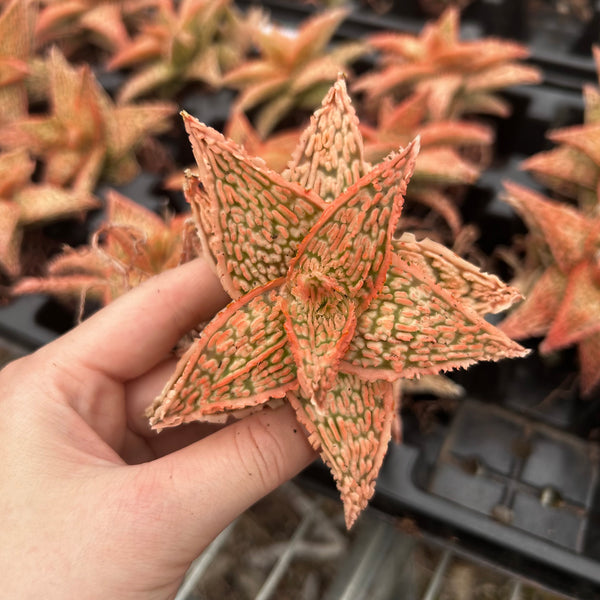 Aloe hybrid-Aloe-W4-6cm-image-8