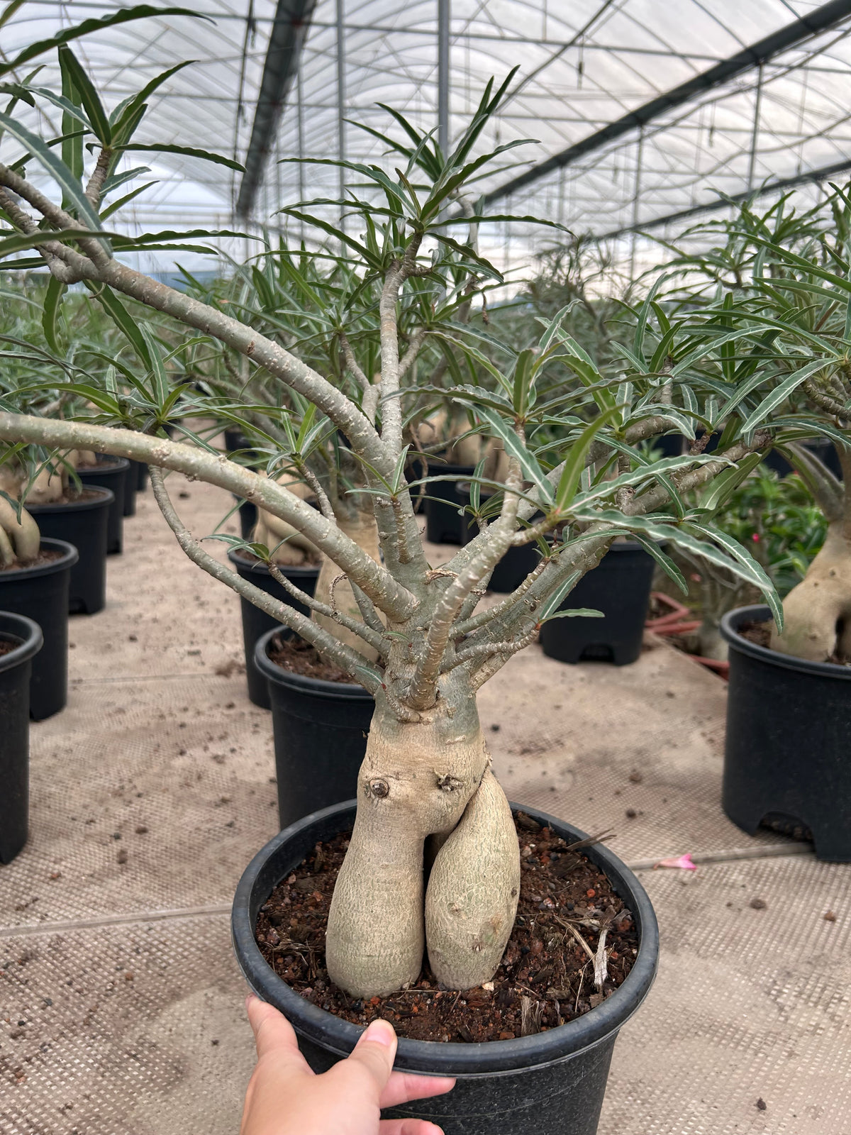 Adenium somalense