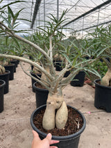 Adenium somalense