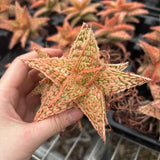Aloe hybrid-Aloe-W4-6cm-image-9