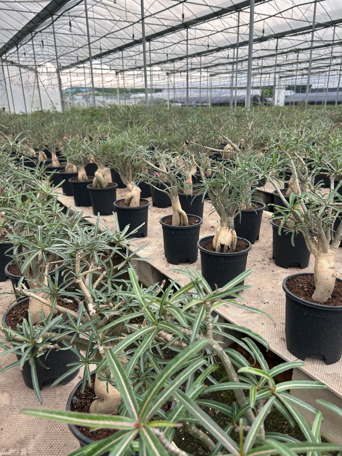 Adenium somalense