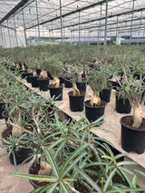 Adenium somalense