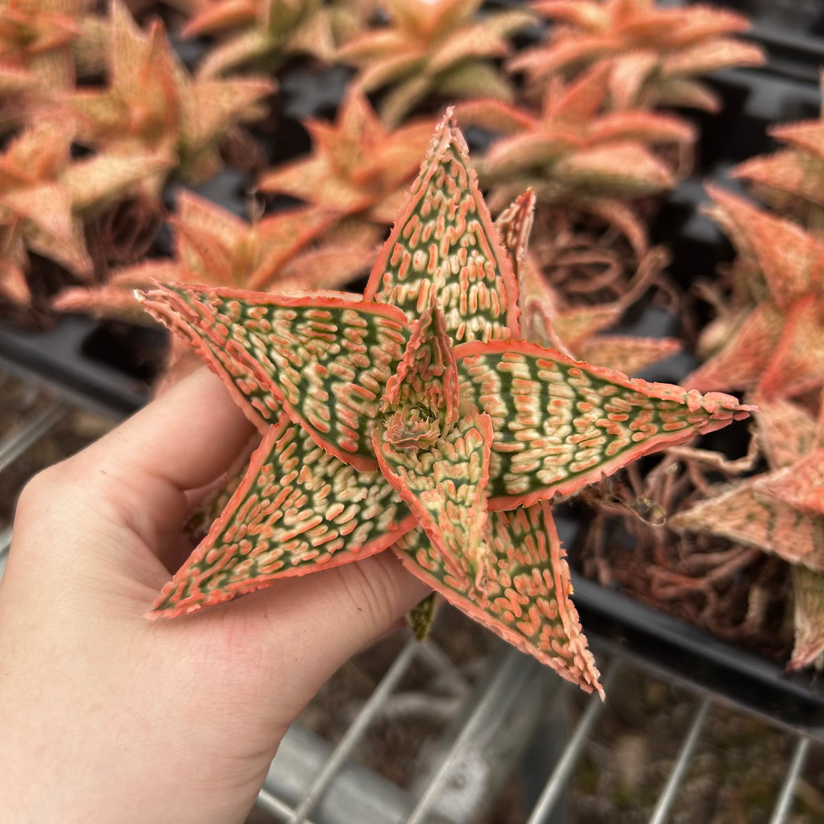 Aloe hybrid-Aloe-W4-6cm-image-10