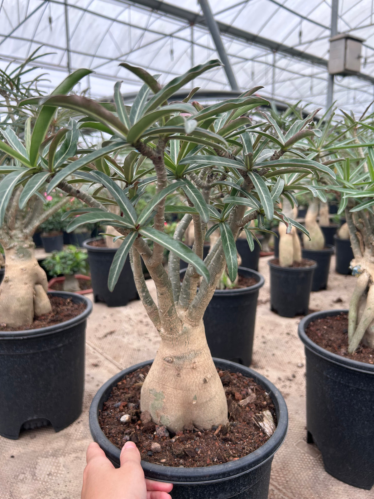 Adenium somalense