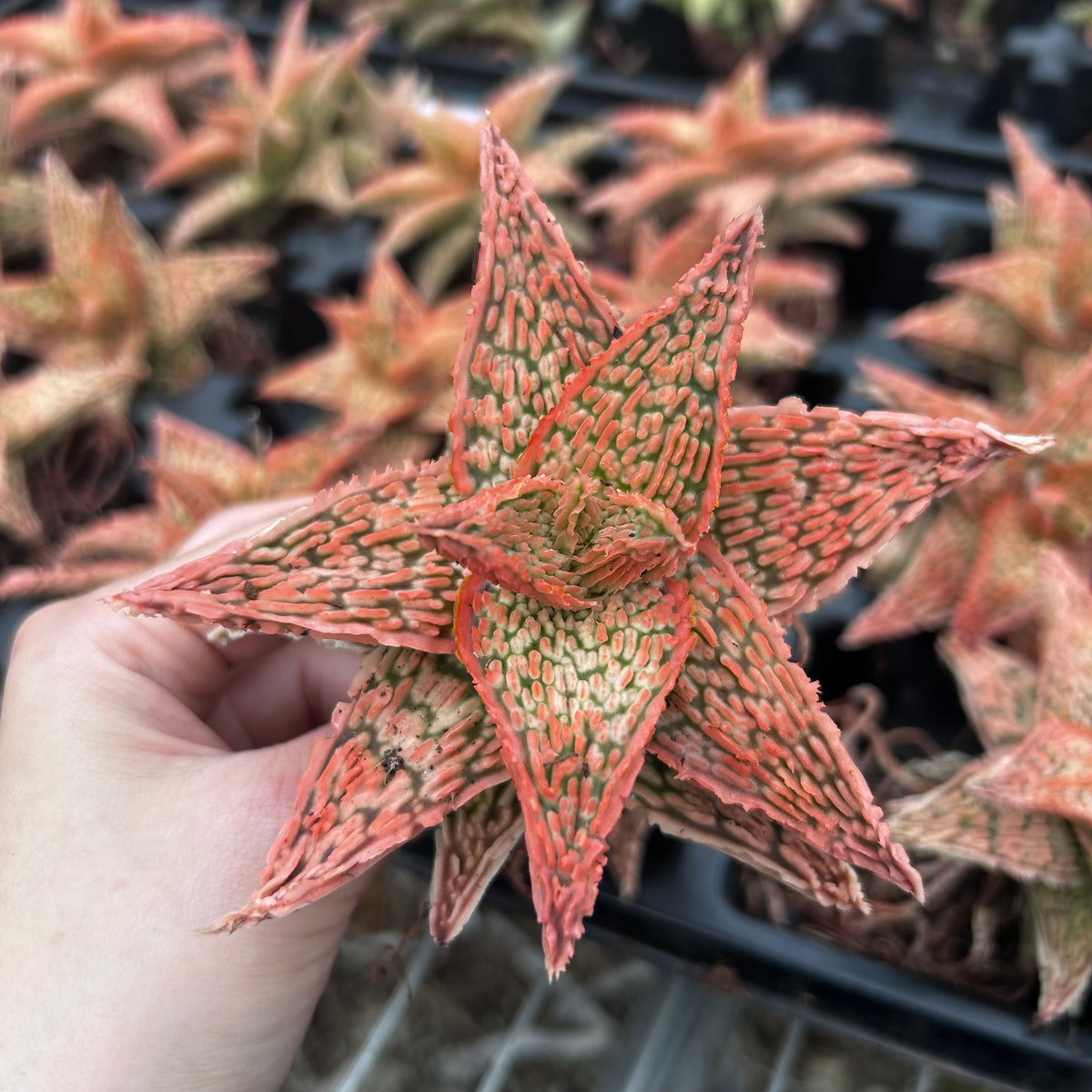 Aloe hybrid-Aloe-W4-6cm-image-11