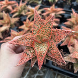 Aloe hybrid-Aloe-W4-6cm-image-11