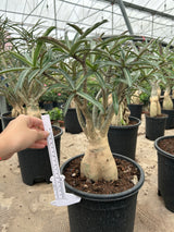Adenium somalense