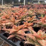 Aloe hybrid-Aloe-W4-6cm-image-12
