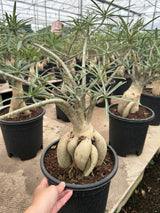 Adenium somalense