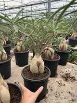Adenium somalense