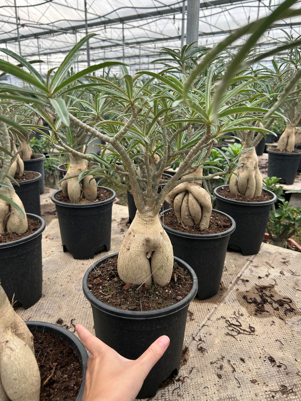 Adenium somalense — Adenium — listed size H40-50cm — Same Size Shipped — image 2: potted plant with a swollen split caudex and narrow leaves