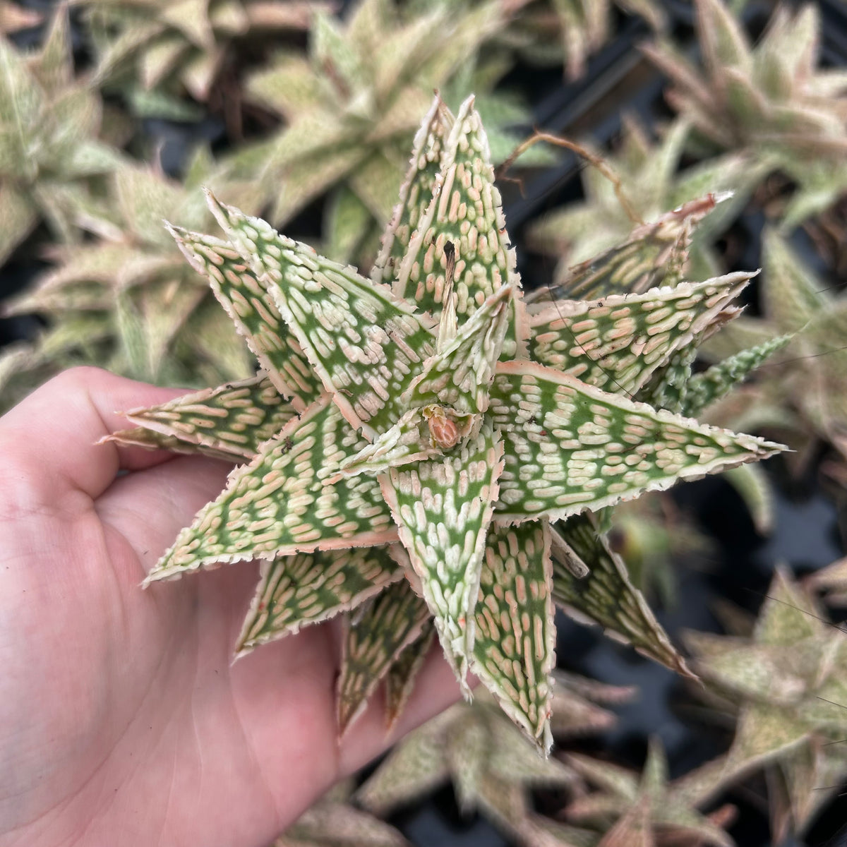 Aloe hybrid-Aloe-W4-6cm-image-53