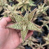 Aloe hybrid-Aloe-W4-6cm-image-54