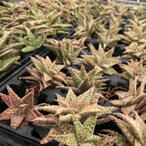 Aloe hybrid-Aloe-W4-6cm-image-55