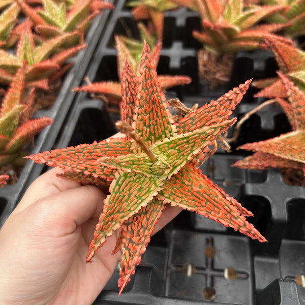 Aloe hybrid-Aloe-W4-6cm-image-29