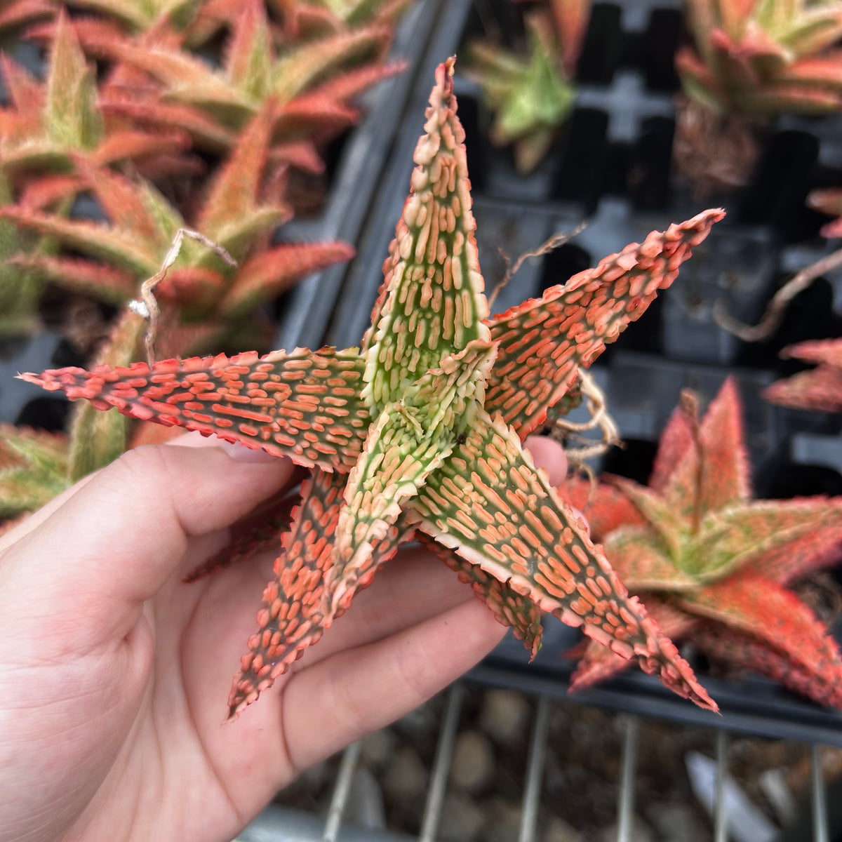 Aloe hybrid-Aloe-W4-6cm-image-30