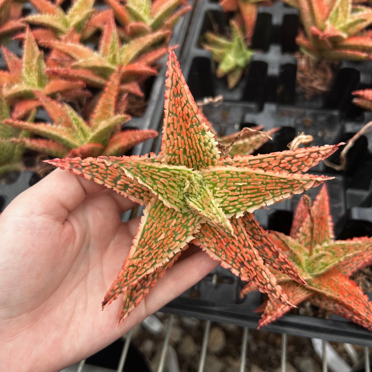 Aloe hybrid-Aloe-W4-6cm-image-31