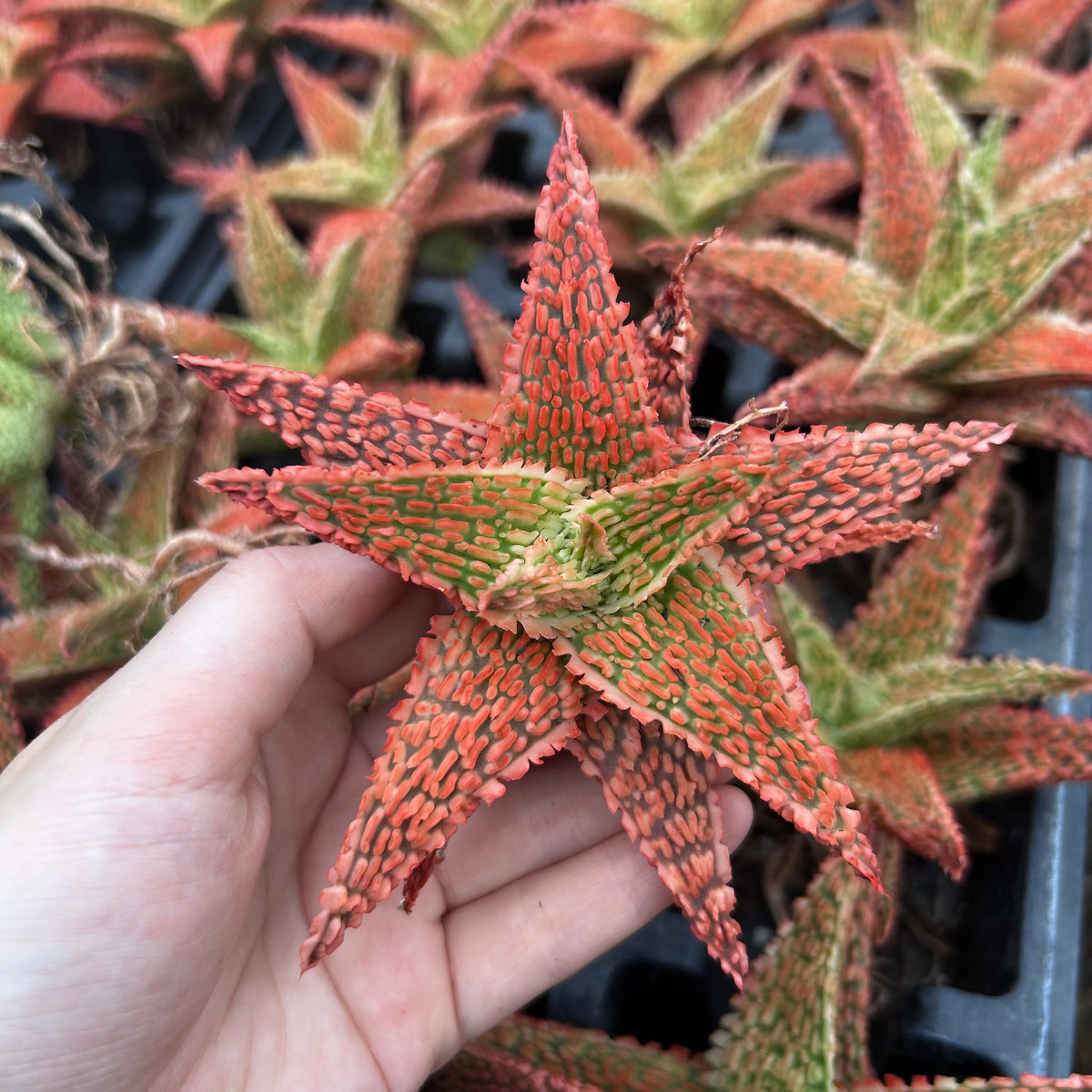 Aloe hybrid-Aloe-W4-6cm-image-32
