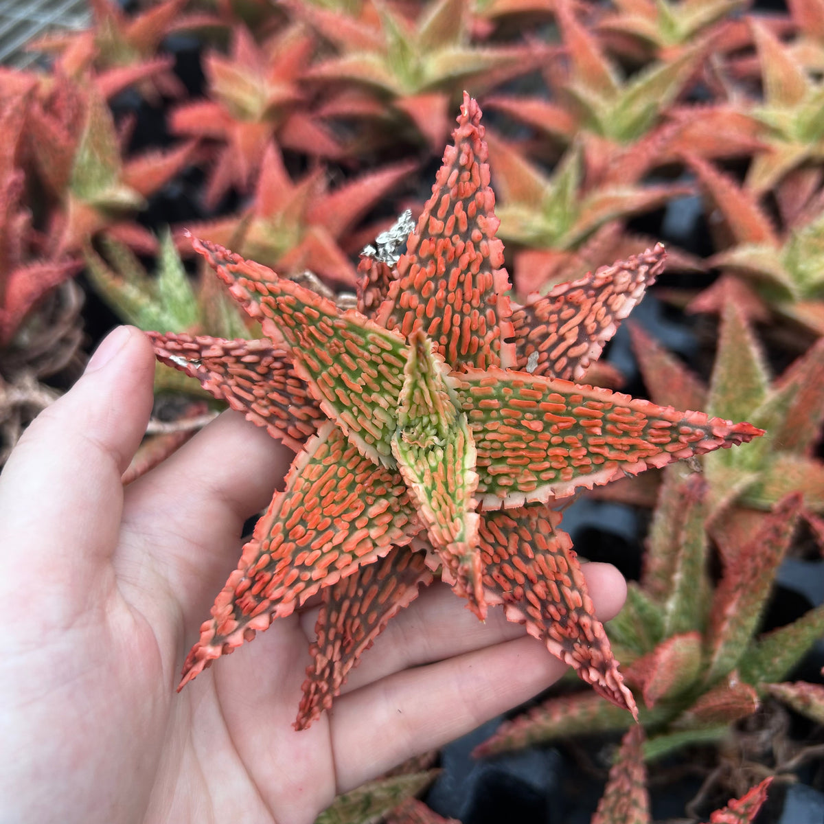 Aloe hybrid-Aloe-W4-6cm-image-33