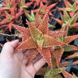 Aloe hybrid-Aloe-W4-6cm-image-34
