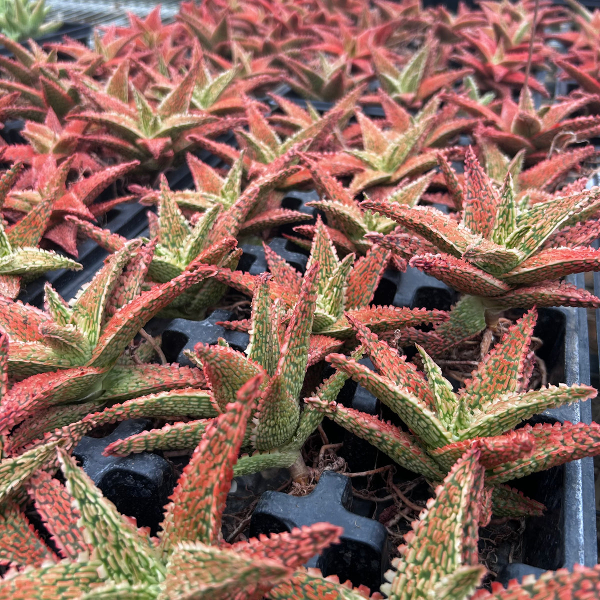 Aloe hybrid-Aloe-W4-6cm-image-35