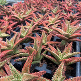 Aloe hybrid-Aloe-W4-6cm-image-35