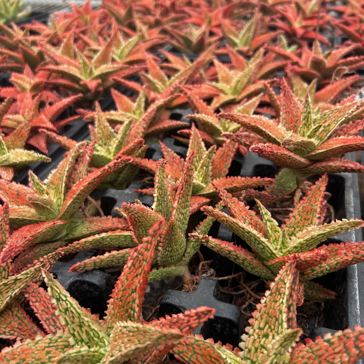 Aloe hybrid-Aloe-W4-6cm-image-36