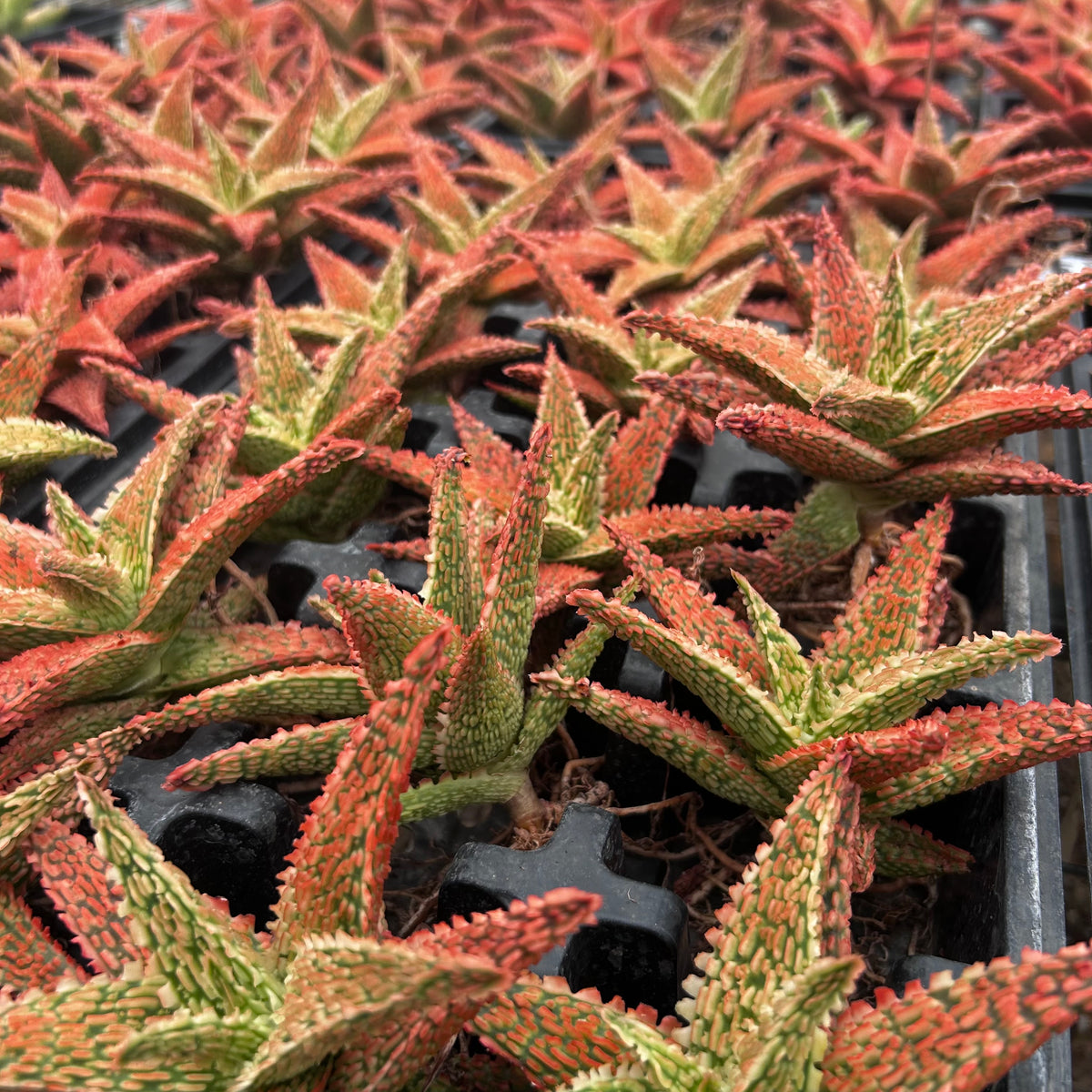 Aloe hybrid-Aloe-W4-6cm-image-37