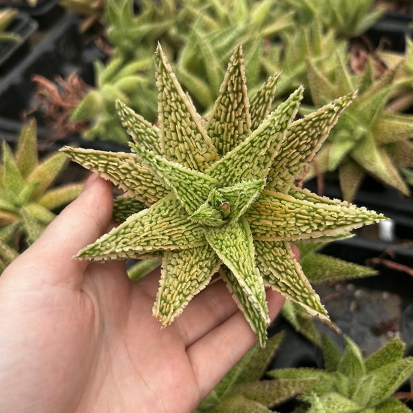 Aloe hybrid-Aloe-W4-6cm-image-17