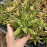 Aloe hybrid-Aloe-W4-6cm-image-18