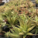 Aloe hybrid-Aloe-W4-6cm-image-19