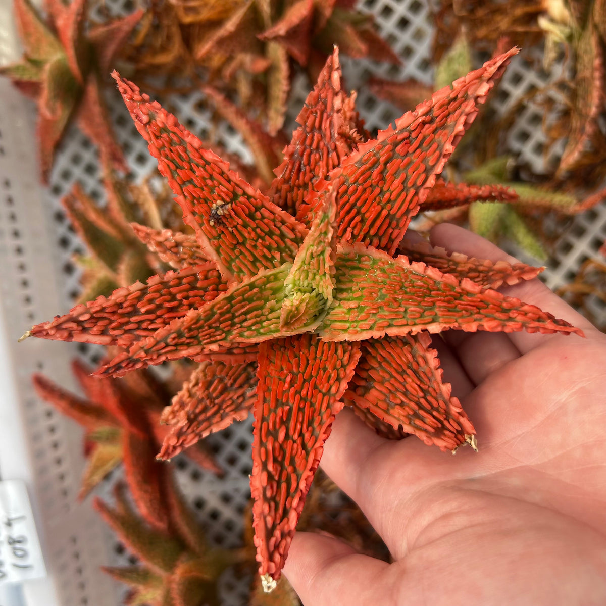 Aloe hybrid-Aloe-W4-6cm-image-56